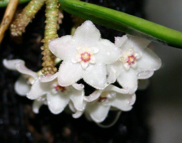 http://www.cloudjungle.com/CloudJungle/Asclepiadaceae/Hoya/Hoya%20shepherdii%20flower.jpg 