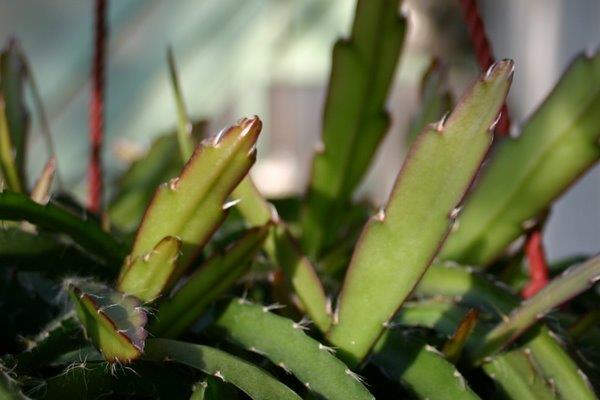 http://www.cloudjungle.com/CloudJungle/Cactaceae/Lepismium/Lepismium%20cruciform%20var%20myosurus%20detail.jpg