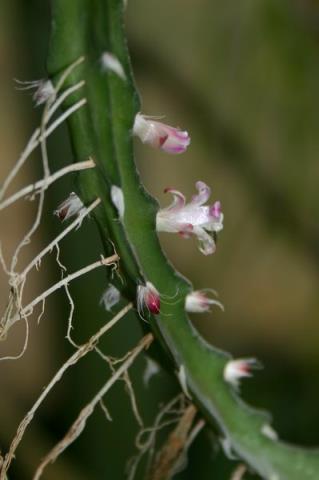 http://www.cloudjungle.com/CloudJungle/Cactaceae/Lepismium/Lepismium%20cruciform%20var%20myosurus%20flowers.jpg