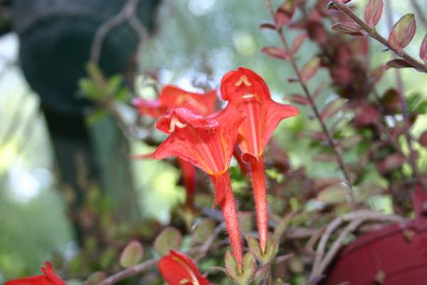 Columnea+Stavanger+flower+jpg