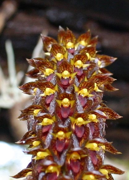 http://www.cloudjungle.com/CloudJungle/Orchidaceae/Bulbophyllum/Bulbophyllum%20careyanum5.jpg