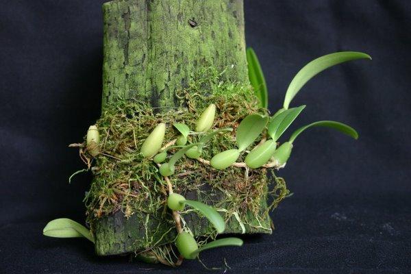 http://www.cloudjungle.com/CloudJungle/Orchidaceae/Bulbophyllum/Bulbophyllum%20elassoglossum.jpg