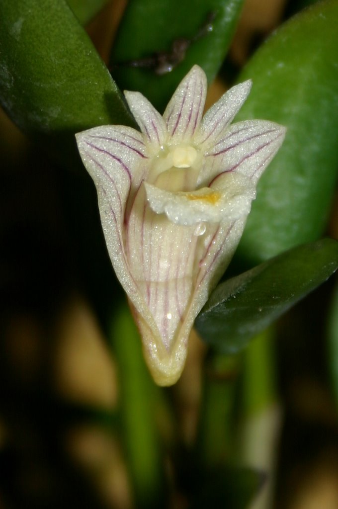 http://www.cloudjungle.com/CloudJungle/Orchidaceae/Dendrobium/Dendrobium%20pachyphyllum%20flower.jpg