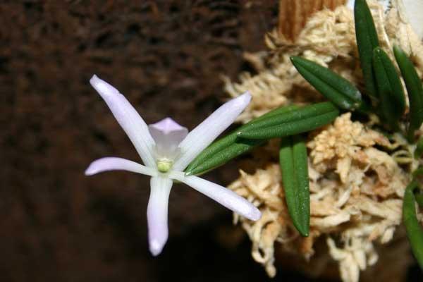 http://www.cloudjungle.com/CloudJungle/Orchidaceae/Leptotes/LEPTOTES_unicolor.jpg