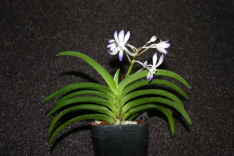 http://www.cloudjungle.com/CloudJungle/Orchidaceae/Neostylis/Neostylis%20Lou%20Sneary%20Bluebird.jpg