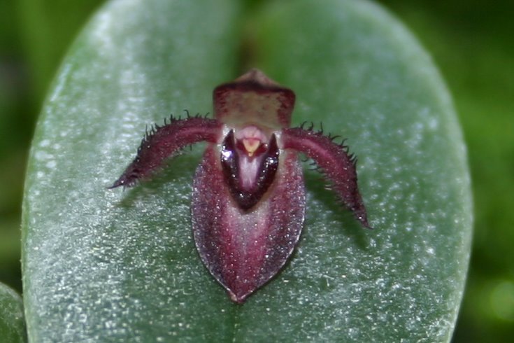 http://www.cloudjungle.com/CloudJungle/Orchidaceae/Pleurothallis/Pleurothallis%20nitida%20flower.jpg