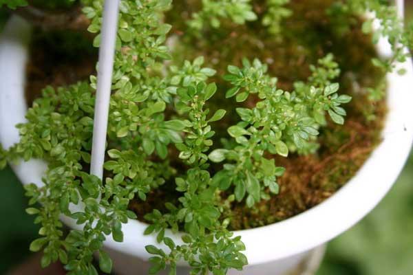 Pilea microphylla