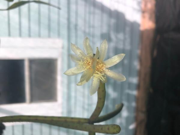 http://www.cloudjungle.com/cloudjungle/Cactaceae/Rhipsalis/Rhipsalis%20grandiflora%20flower.jpg