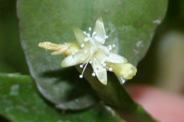 http://www.cloudjungle.com/cloudjungle/Cactaceae/Rhipsalis/Rhipsalis%20micrantha%20f%20micrantha%20flower.jpg