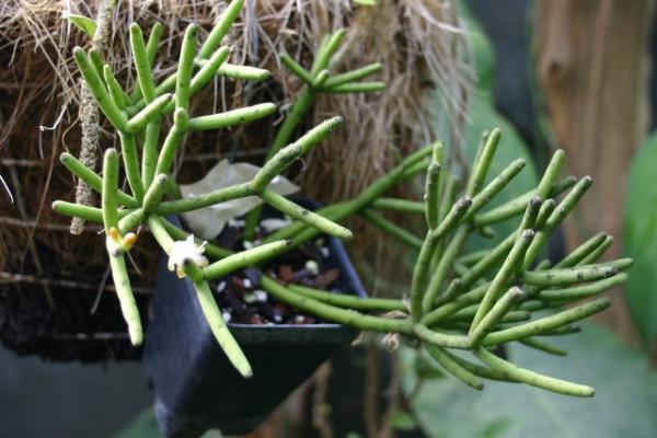 http://www.cloudjungle.com/cloudjungle/Cactaceae/Rhipsalis/Rhipsalis%20teres.jpg