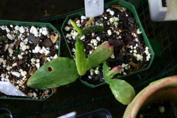 http://www.cloudjungle.com/cloudjungle/Cactaceae/Schlumbergera/Schlumbergera%20opuntioides.jpg