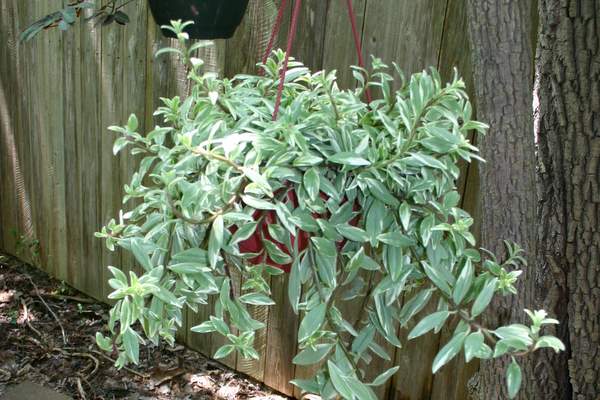 http://www.cloudjungle.com/cloudjungle/Gesneriaceae/Columnea/Columnea%20hirta%20Light%20Prince.jpg