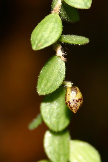 http://www.cloudjungle.com/cloudjungle/Orchidaceae/Brachycladium/Brachycladium%20platycepala.jpg