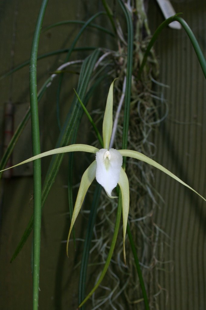 http://www.cloudjungle.com/cloudjungle/Orchidaceae/Brassavola/Brassavola%20George%20Tyler%20flower.jpg