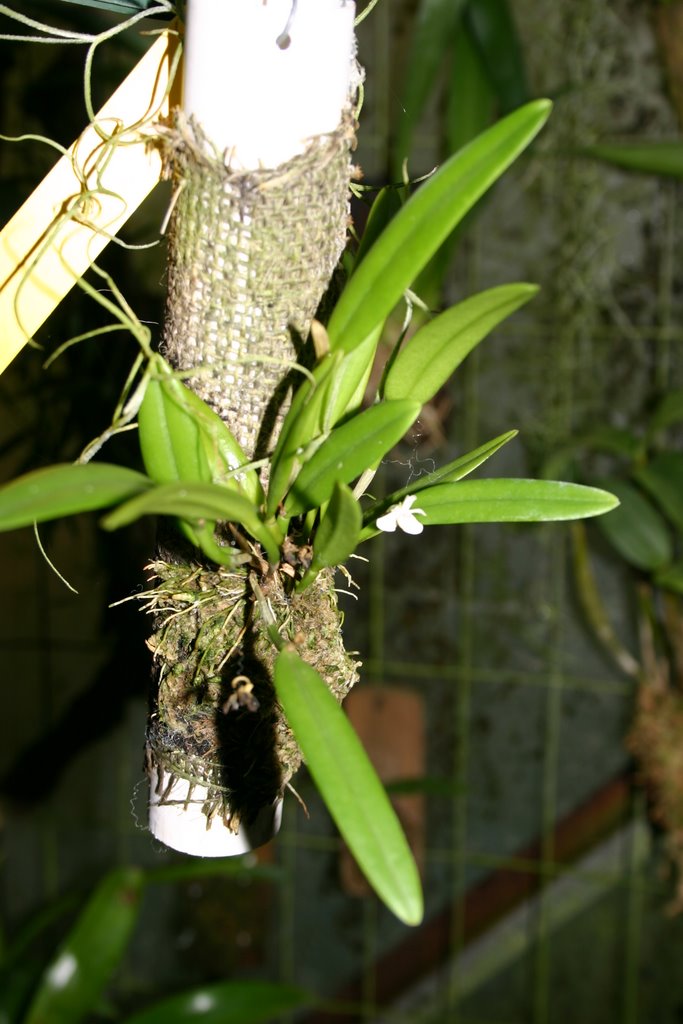 http://www.cloudjungle.com/cloudjungle/Orchidaceae/Cadetia/Cadetia%20taylori.jpg