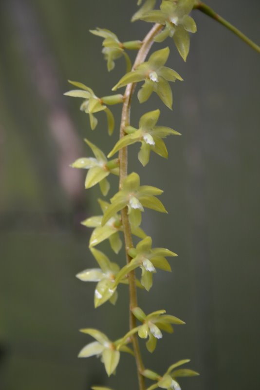 http://www.cloudjungle.com/cloudjungle/Orchidaceae/Dendrochilum/Dendrochilum%20species%20flowers.jpg