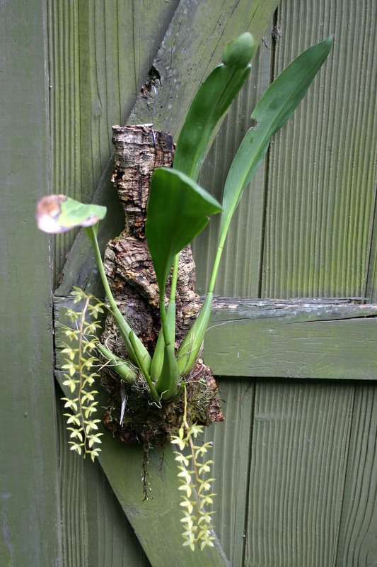 http://www.cloudjungle.com/cloudjungle/Orchidaceae/Dendrochilum/Dendrochilum%20species.jpg