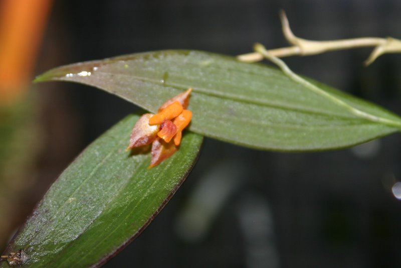 http://www.cloudjungle.com/cloudjungle/Orchidaceae/Lepanthes/Lepanthes%20cascajalensis%20flower.jpg