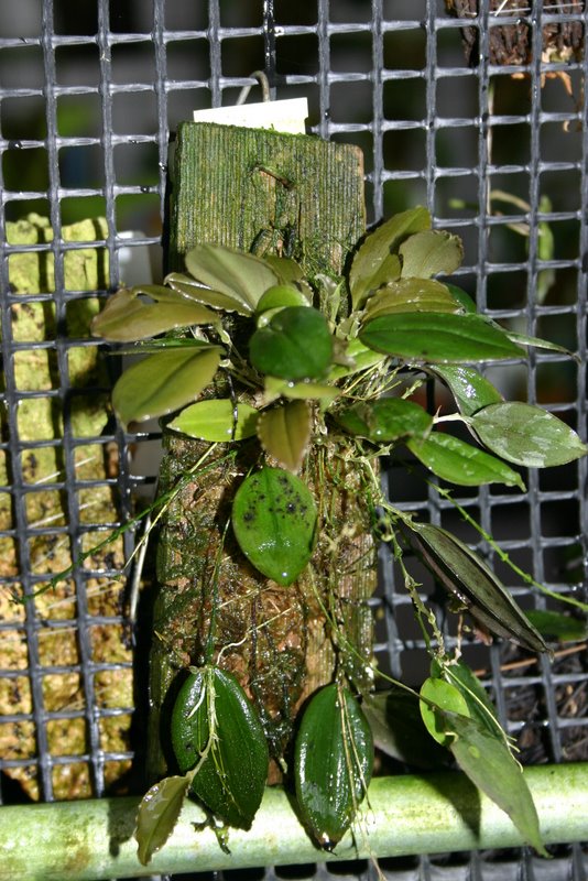 http://www.cloudjungle.com/cloudjungle/Orchidaceae/Lepanthes/Lepanthes%20manabina%20plant.jpg