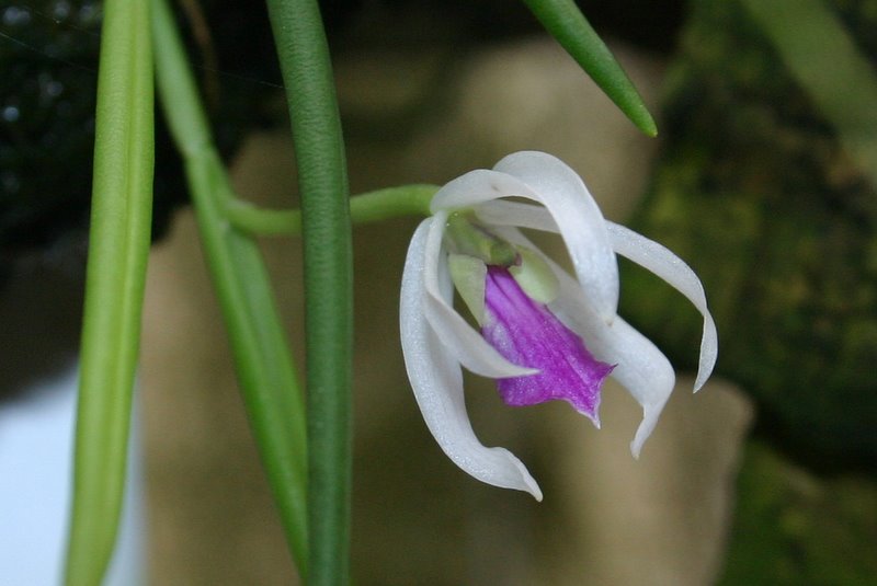 http://www.cloudjungle.com/cloudjungle/Orchidaceae/Leptotes/Leptotes%20bohnkianum%20flower.jpg