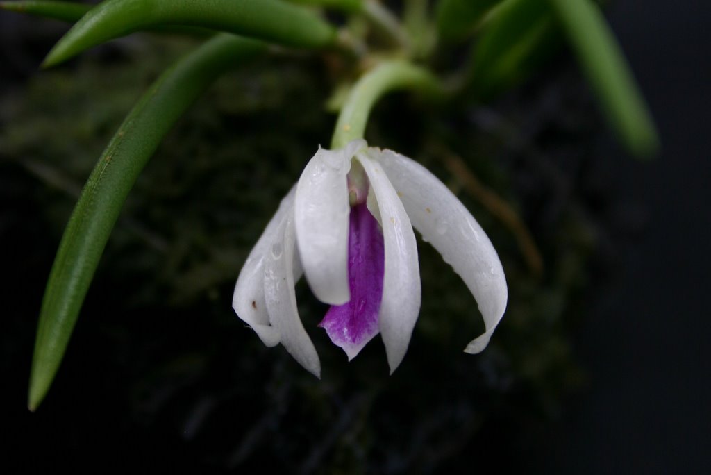 http://www.cloudjungle.com/cloudjungle/Orchidaceae/Leptotes/Leptotes%20bohnkianum%20unconfirmed%20flower1.jpg