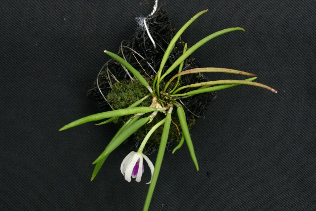 http://www.cloudjungle.com/cloudjungle/Orchidaceae/Leptotes/Leptotes%20bohnkianum%20unconfirmed.jpg