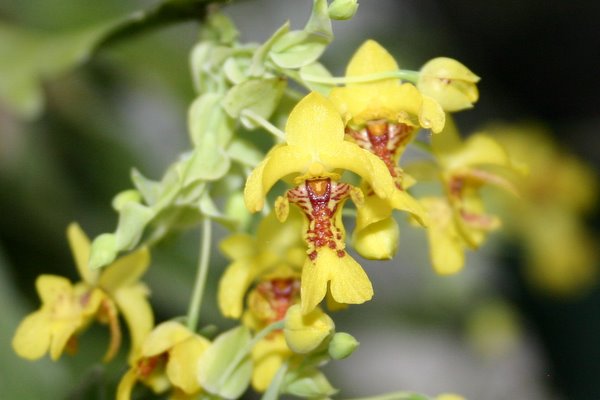 http://www.cloudjungle.com/cloudjungle/Orchidaceae/Lockhartia/Lochartia%20Goldern%20Speck%20flowers.jpg