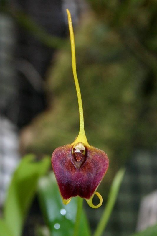 http://www.cloudjungle.com/cloudjungle/Orchidaceae/Masdevallia/Masdevallia%20auropurpurea%20flower%20side.jpg