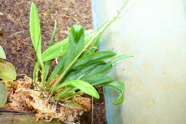 http://www.cloudjungle.com/cloudjungle/Orchidaceae/Masdevallia/Masdevallia%20auropurpurea.jpg