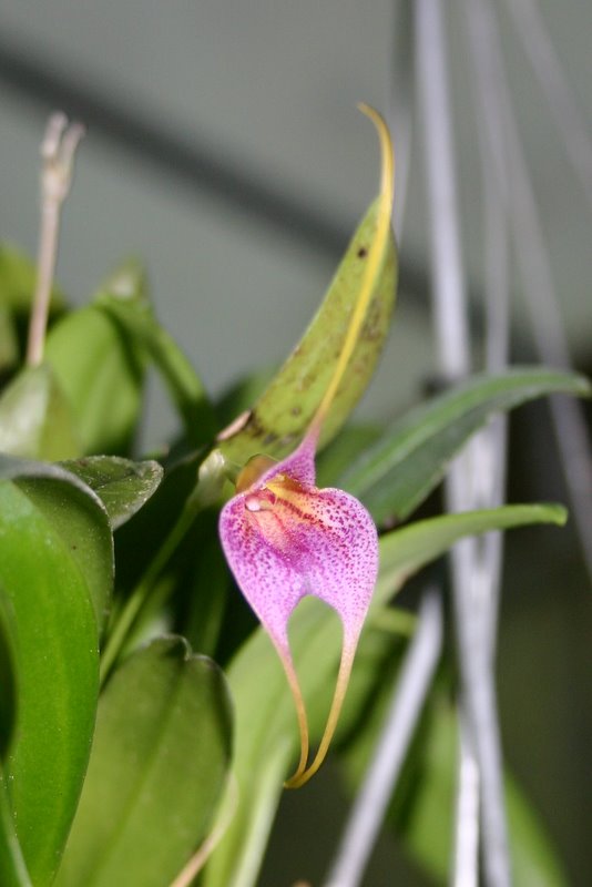 http://www.cloudjungle.com/cloudjungle/Orchidaceae/Masdevallia/Masdevallia%20glandulosa%20flower.jpg