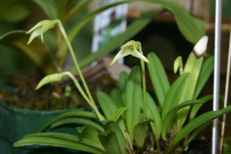 http://www.cloudjungle.com/cloudjungle/Orchidaceae/Masdevallia/Masdevallia%20minuta.jpg