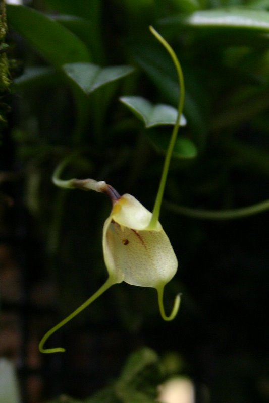 http://www.cloudjungle.com/cloudjungle/Orchidaceae/Masdevallia/Masdevallia%20wagneriana%20flower%20side.jpg