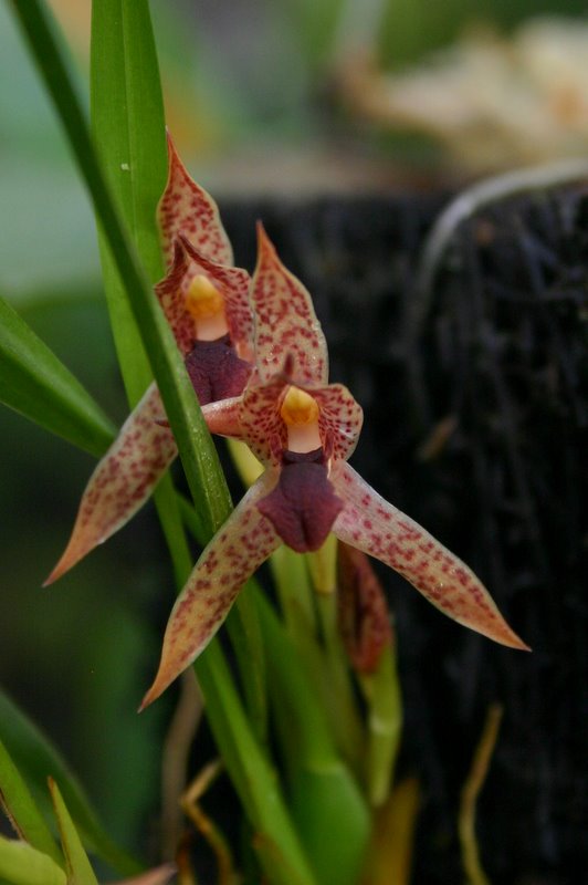 http://www.cloudjungle.com/cloudjungle/Orchidaceae/Maxillaria/Maxillaria%20cucullata%20flowers.jpg