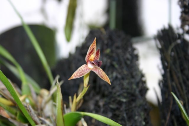 http://www.cloudjungle.com/cloudjungle/Orchidaceae/Maxillaria/Maxillaria%20culculata.jpg