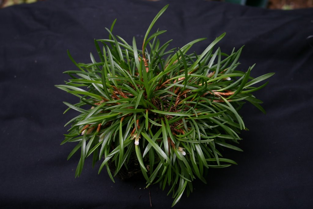 http://www.cloudjungle.com/cloudjungle/Orchidaceae/Maxillaria/Maxillaria%20uncata%20new.jpg