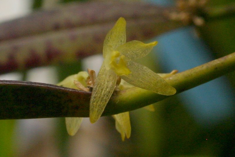 http://www.cloudjungle.com/cloudjungle/Orchidaceae/Octomeria/Octomeria%20sp%20flower2.jpg