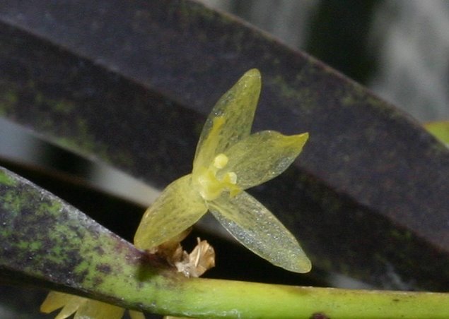 http://www.cloudjungle.com/cloudjungle/Orchidaceae/Octomeria/Octomeria%20sp%20flower3.jpg