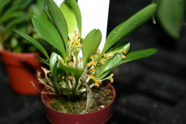 http://www.cloudjungle.com/cloudjungle/Orchidaceae/Platystele/Platystele%20stenostachya.jpg