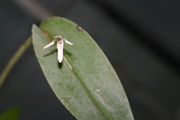 http://www.cloudjungle.com/cloudjungle/Orchidaceae/Pleurothallis/Pleurothallis%20crocodiliceps.jpg