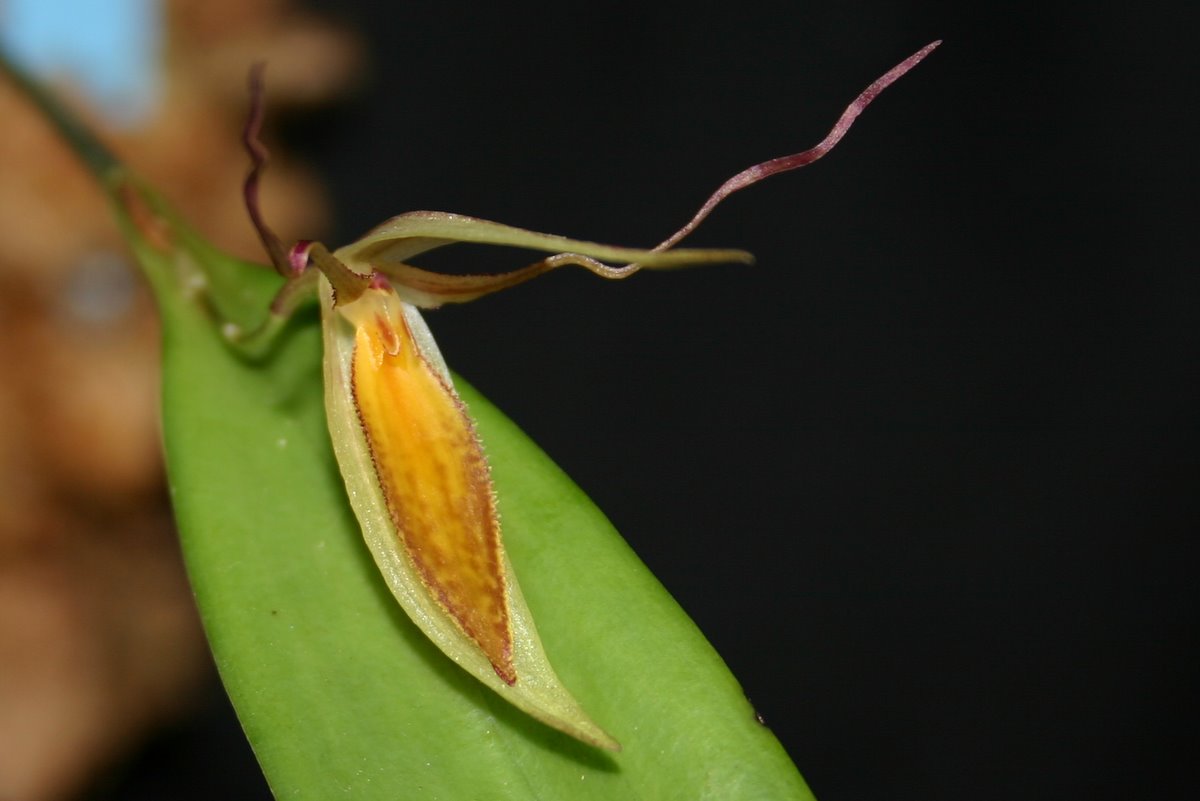 http://www.cloudjungle.com/cloudjungle/Orchidaceae/Pleurothallis/Pleurothallis%20hemirhoda%20flower.jpg