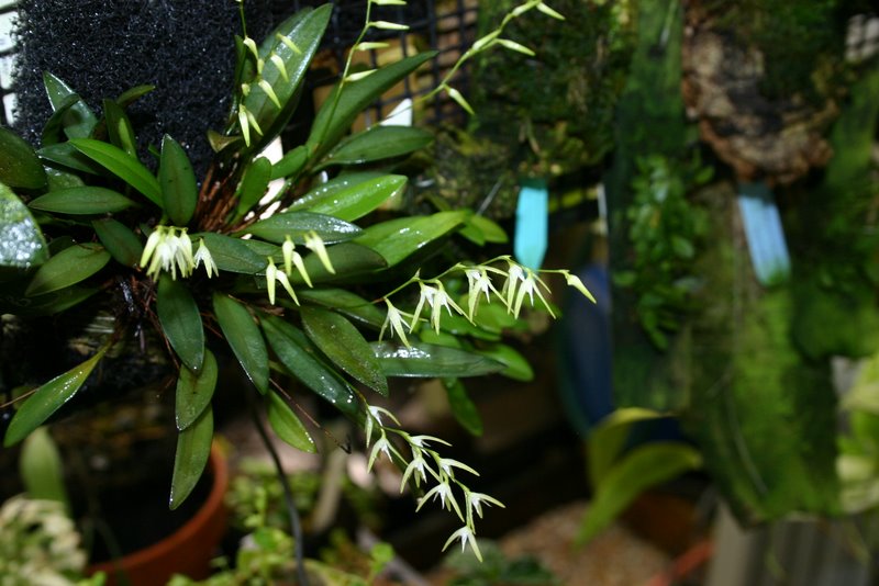 http://www.cloudjungle.com/cloudjungle/Orchidaceae/Pleurothallis/Pleurothallis%20linearifolia.jpg