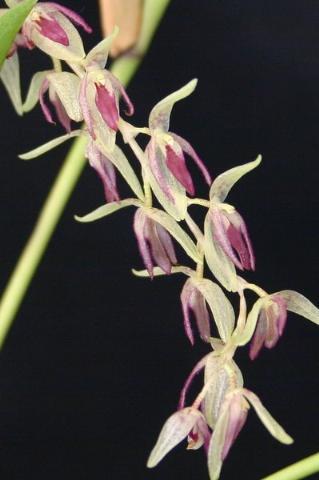 http://www.cloudjungle.com/cloudjungle/Orchidaceae/Pleurothallis/Pleurothallis%20loranthophylla.jpg