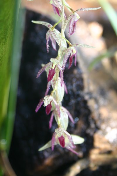 http://www.cloudjungle.com/cloudjungle/Orchidaceae/Pleurothallis/Pleurothallis%20loranthophylla2.jpg