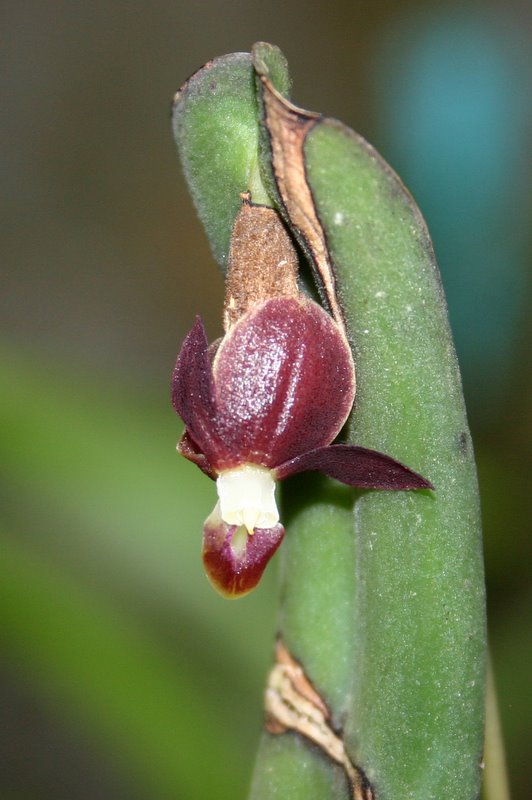 http://www.cloudjungle.com/cloudjungle/Orchidaceae/Pleurothallis/Pleurothallis%20penelops%20flower.jpg