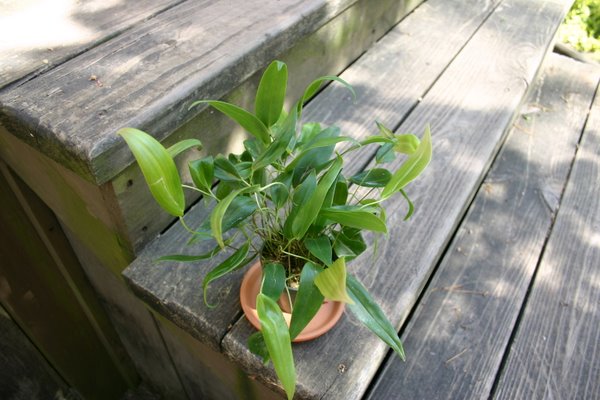 http://www.cloudjungle.com/cloudjungle/Orchidaceae/Pleurothallis/Pleurothallis%20rowleei.jpg