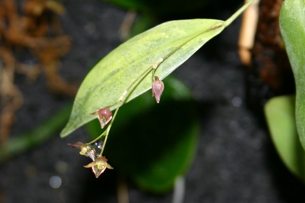 http://www.cloudjungle.com/cloudjungle/Orchidaceae/Pleurothallis/Pleurothallis%20sp%20Columbia1.jpg