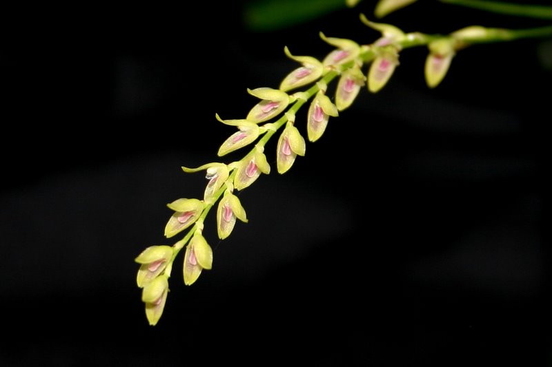 http://www.cloudjungle.com/cloudjungle/Orchidaceae/Pleurothallis/Pleurothallis%20species%20noid%20flowers.jpg