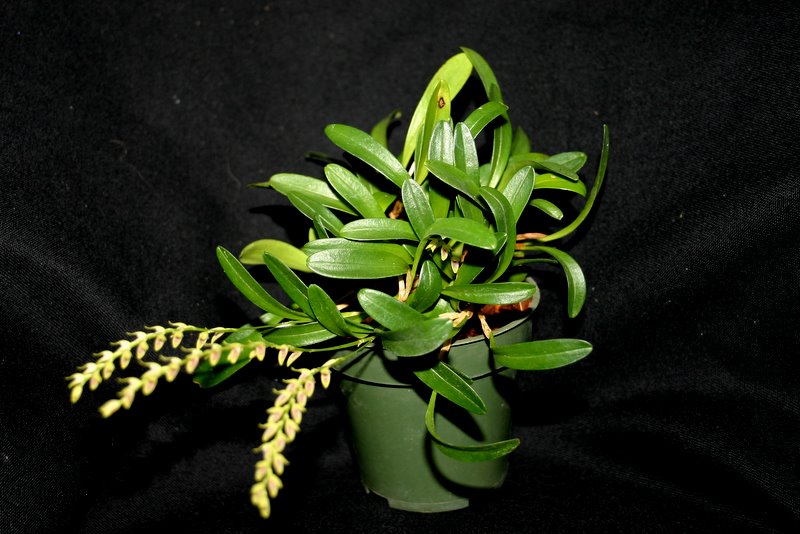 http://www.cloudjungle.com/cloudjungle/Orchidaceae/Pleurothallis/Pleurothallis%20species%20noid.jpg