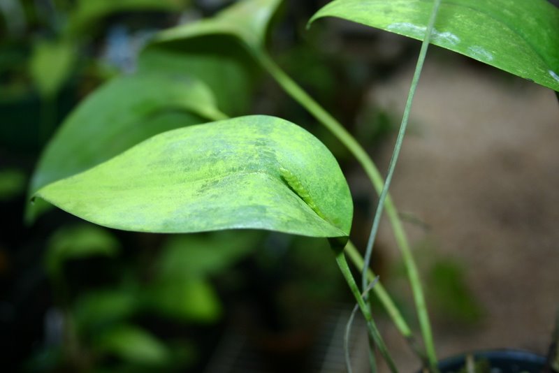 http://www.cloudjungle.com/cloudjungle/Orchidaceae/Pleurothallis/Pleurothallis%20species%20spike1.jpg