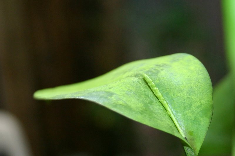 http://www.cloudjungle.com/cloudjungle/Orchidaceae/Pleurothallis/Pleurothallis%20species%20spike4.jpg